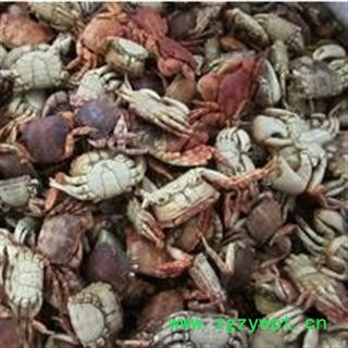 方海螃蟹甲 统 产地 江苏省市辖区图3