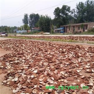 灵芝孢子粉 破壁灵芝孢子粉 产地 山东省聊城市冠县图3