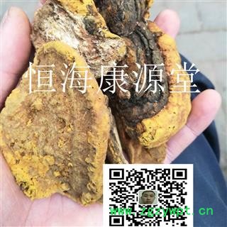 桑黄 桑黄统 产地 黑龙江省图3