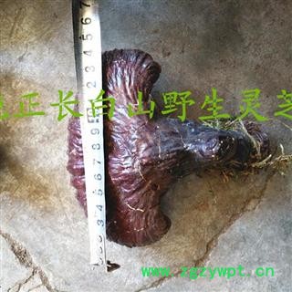 灵芝 长白山野生灵芝大片 产地 吉林省白山市抚松县图3