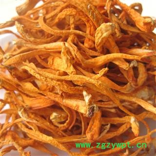 虫草花 统货-虫草子实体-煲汤泡茶必备 产地 内蒙古自治区呼和浩特市图3