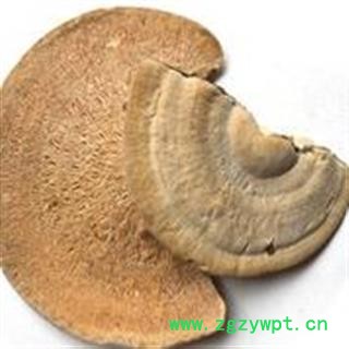 瑞森药材行东方栓菌 灰带栓菌图2