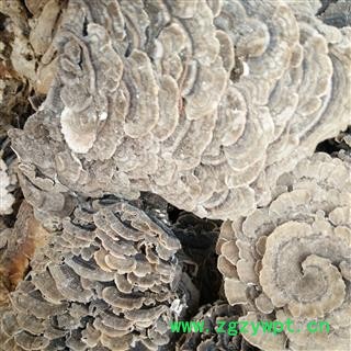 诺源药材行正品千层蘑 云芝 彩纹云芝图2