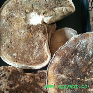 诺源药材行正品藏药 野生白灵芝图2