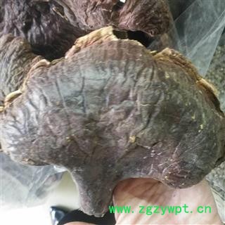 诺源中药材优质东北野生灵芝 纯天然林下灵芝图3