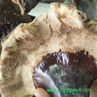 诺源中药材优质东北野生灵芝 纯天然林下灵芝图2