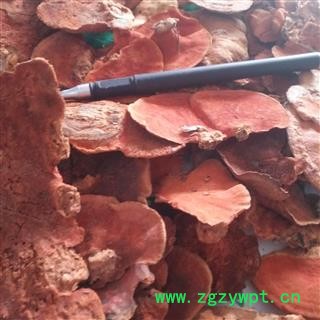 诺源药材行灵芝 台湾真菌牛樟芝  牛樟菇 樟芝图3