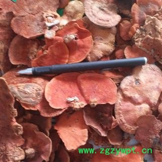 诺源药材行灵芝 台湾真菌牛樟芝  牛樟菇 樟芝图2