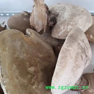 诺源药材行西藏灵芝 白灵芝 优质新货图2