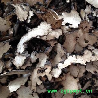 安祁名药东北野生猪苓 野猪粪 优质选货图2