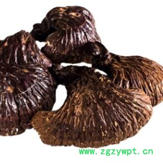 安祁名药灵芝 长白山野生紫灵芝 野生赤芝图2