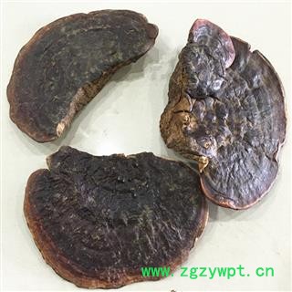 云南纯野生无柄赤芝 产地直销图2