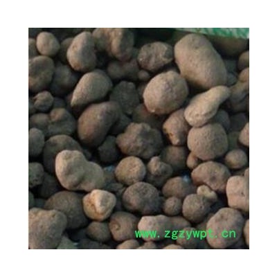 雷丸 统 产地 云南省普洱市宁洱哈尼族彝族自治县