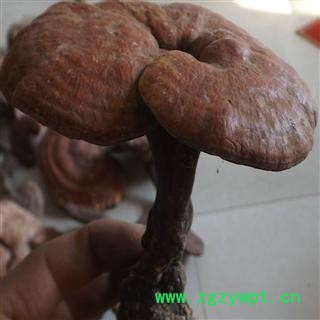 野生灵芝 纯野生假一赔十 产地 河南省图2