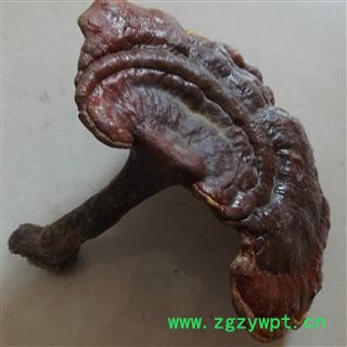 野生灵芝 纯野生假一赔十 产地 河南省图3