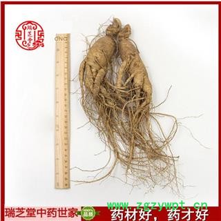 鲜人参 人参统货 药典正品 中药材 瑞芝堂产地直销100克一支图4