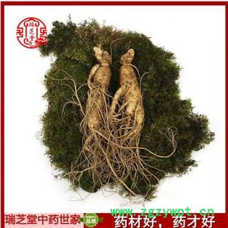 鲜人参 人参统货 药典正品 中药材 瑞芝堂产地直销100克一支图3