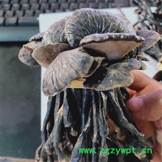 灵芝 本店新到野生紫灵芝黑灵芝质量好价格优 产地 云南省图2