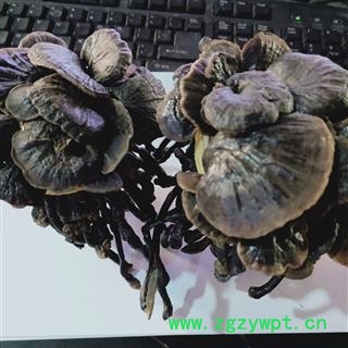 灵芝 本店新到野生紫灵芝黑灵芝质量好价格优 产地 云南省图4