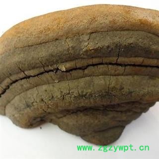 野生灵芝 桑黄 野生桑黄 瑞芝堂产地直销1000克图3