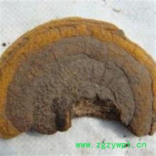 野生灵芝 桑黄 野生桑黄 瑞芝堂产地直销1000克图2