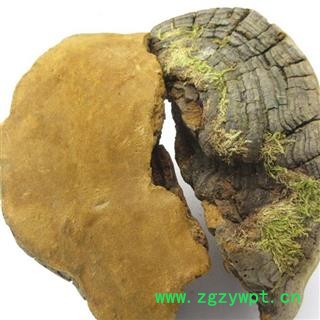 野生灵芝 桑黄 野生桑黄 瑞芝堂产地直销1000克图4
