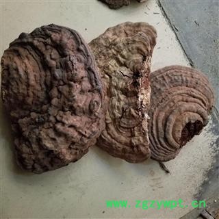 树蛇 平盖灵芝 皂角菌 赤色老母菌 白斑腐菌图2