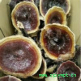 诺源药材行中药材优质灵芝 金边灵芝图2