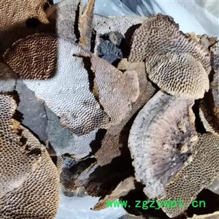 安祁名药灵芝 蜂窝灵芝 野生灵芝图3