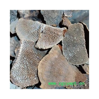 安祁名药灵芝 蜂窝灵芝 野生灵芝