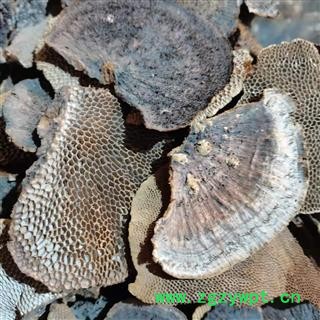 安祁名药灵芝 蜂窝灵芝 野生灵芝图2