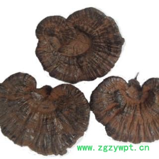 安祁名药灵芝 带孢子粉灵芝图2