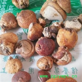 安祁名药野生徽琼灵芝 徽琼果图2