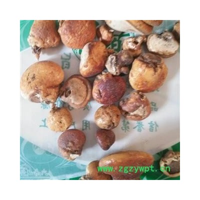 安祁名药野生徽琼灵芝 徽琼果