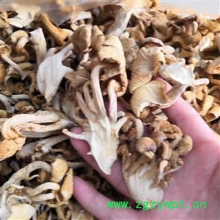 安祁名药优质菌料密环菌 鸡油菌 另有菌汤包批发图2