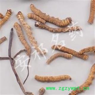 安祁名药冬虫夏草真空  藏虫草精选3000条 产地 西藏自治区图2