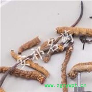 安祁名药冬虫夏草真空  藏虫草精选3000条 产地 西藏自治区图3