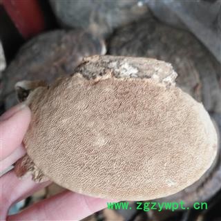 安祁名药云芝 东方云芝 东方栓菌图2