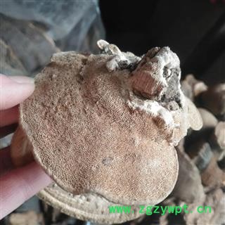 安祁名药云芝 东方云芝 东方栓菌图3