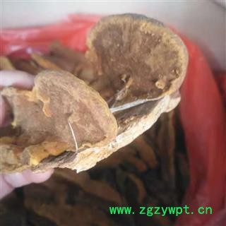 安祁名药桑黄 桑黄灵芝图2