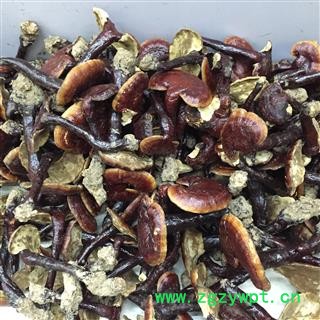 灵芝 金边灵芝 金边赤芝 红灵芝图4