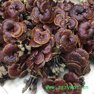 灵芝 金边灵芝 金边赤芝 红灵芝图2
