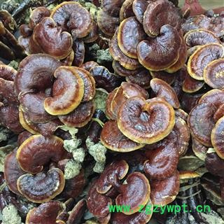 灵芝 金边灵芝 金边赤芝 红灵芝图3