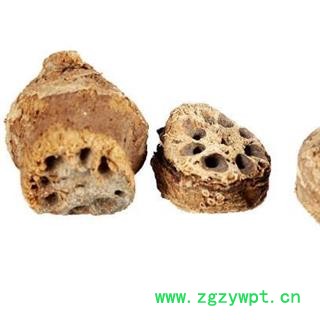 中药材藕节 野生藕节 水洗藕节 产地河北 品种齐全 安国市场批发零售大全图2