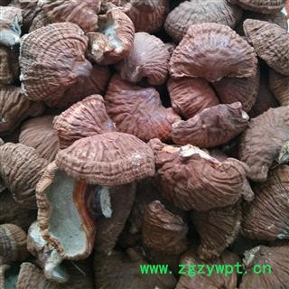 木灵芝 统 产地 吉林省白山市抚松县图3