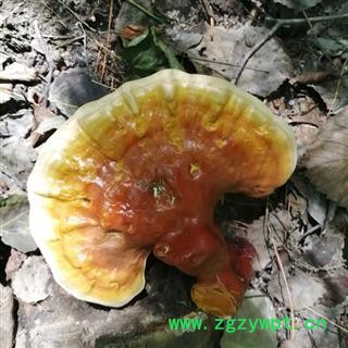 木灵芝 统 产地 吉林省白山市抚松县图2