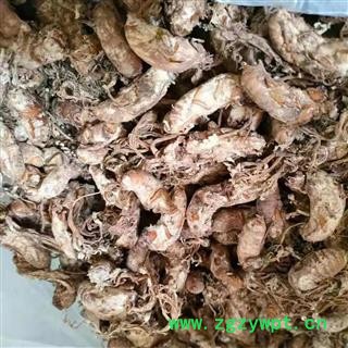 京辉药业 金蝉花选货 正品饱满 产地直销图2