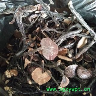 京辉药业 灵芝 野生小灵芝 中药材批发 品种齐全图2