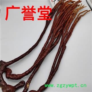 灵芝草 大统个 产地 东北图2