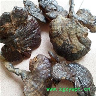 灵芝 野生紫芝 紫灵芝瑞芝堂产地直销1000克图2